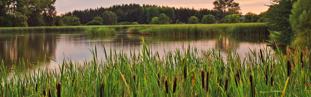Cattails